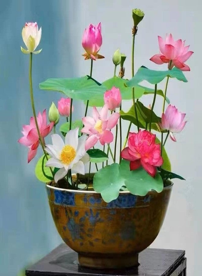 ZEshops 10pcs Mixed Pink, Red & Green Color Bowl Lotus Seeds for Planting Beautiful Water Plants for Indoor Bonsai, Outdoor Ponds and Gardens Water Lily Seeds - Image 1